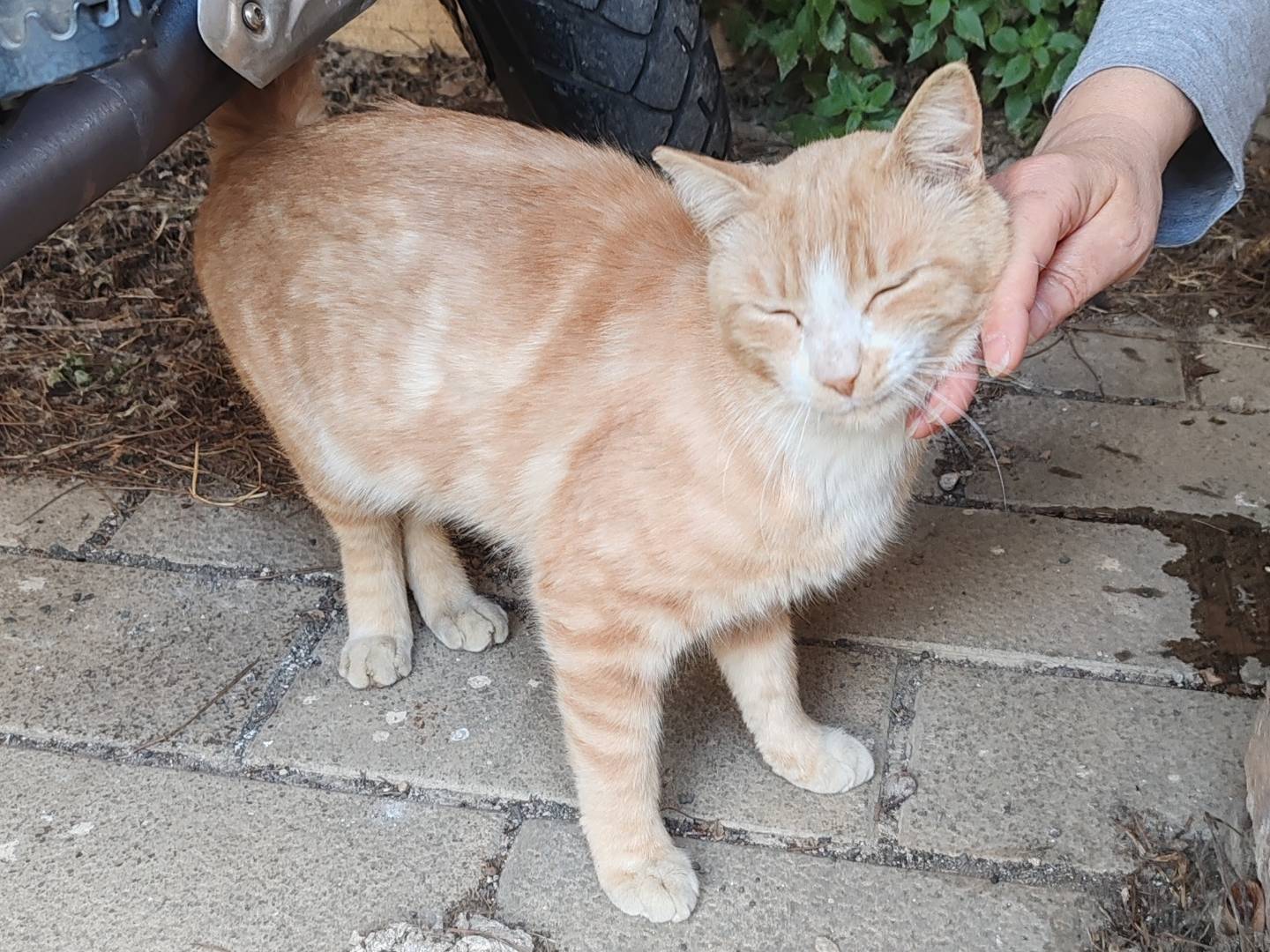 Adotta un gatto, maschio, 1 anno e 9 mesi, Roma