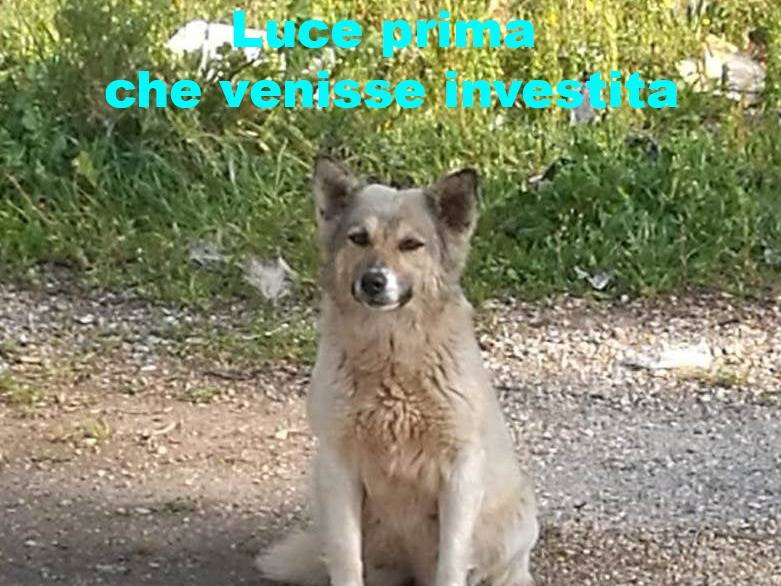 Adotta il cane Luce a Bari
