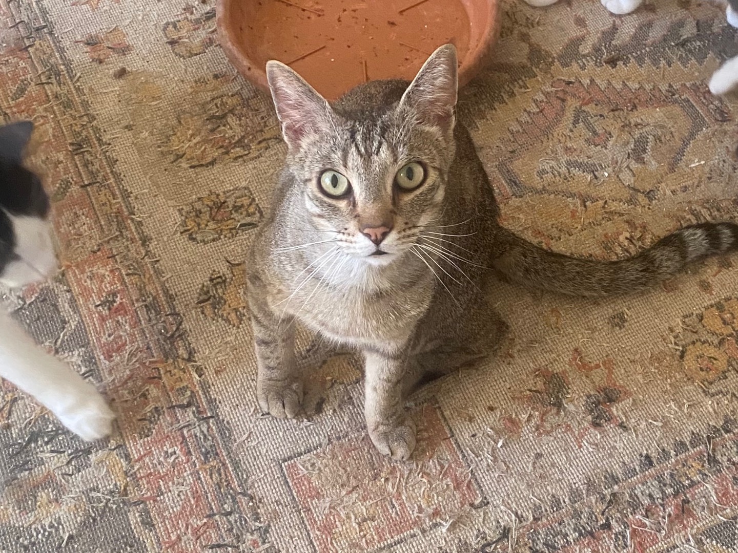 Adotta un gatto, taglia non valida, maschio, Teramo