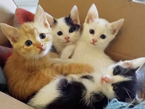 Adozione gatto, maschio, Razza sconosciuta Razza sconosciuta, 3 mesi, taglia non valida, Torino
