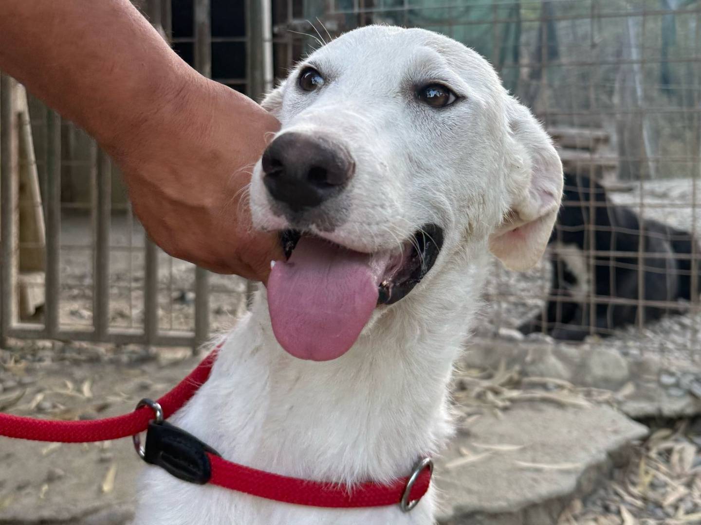 Adotta un cane, taglia grande, maschio, Crotone