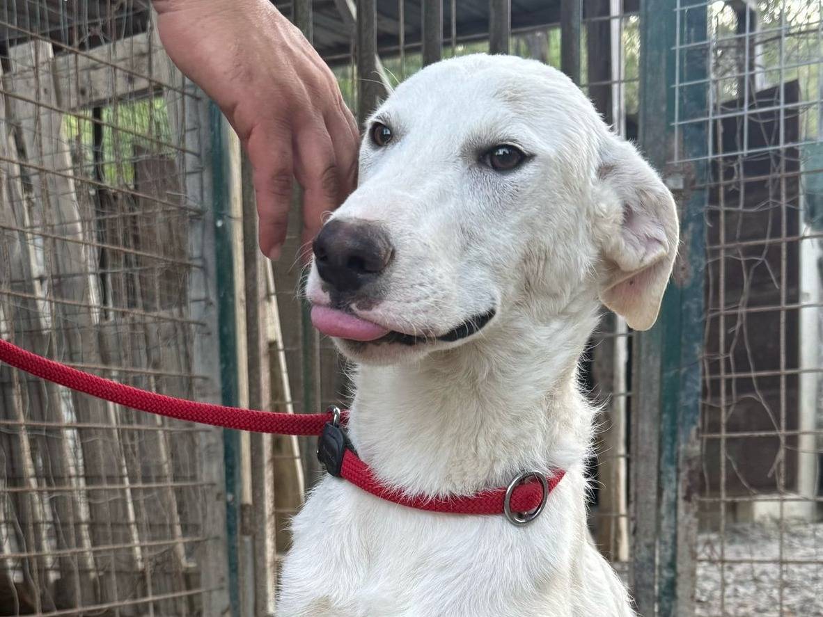 Vuoi adottare un cane a Crotone?