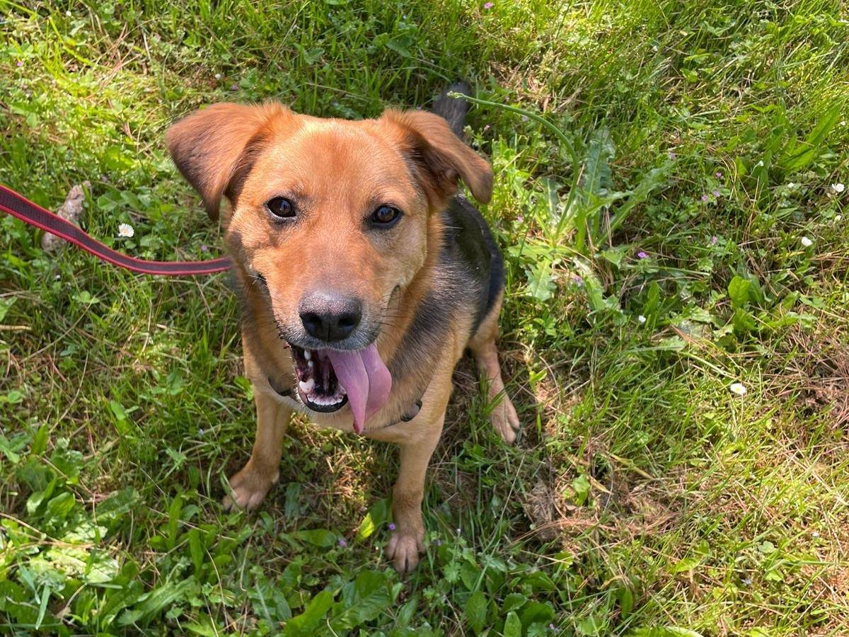 Adotta un cane, maschio, 2 anni  e 4 mesi , Milano