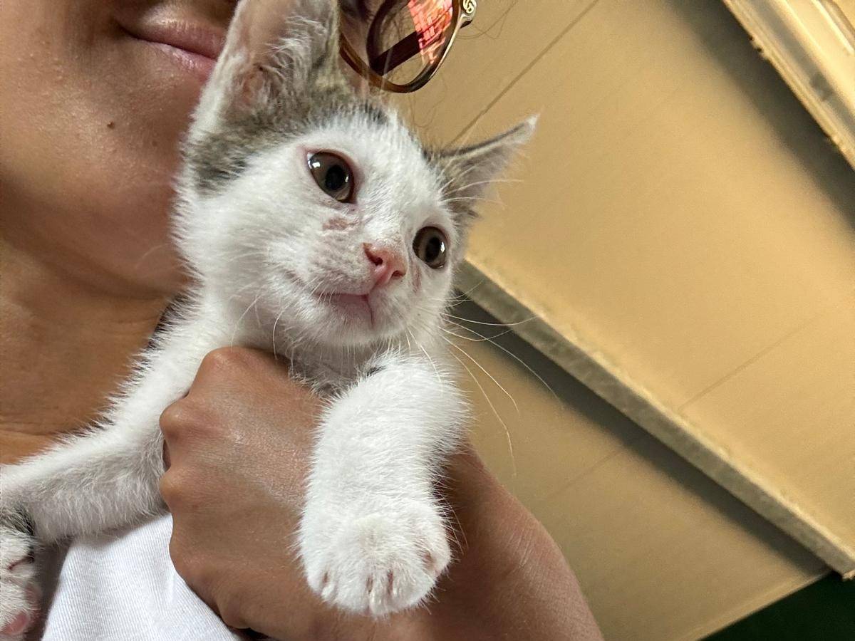 Adotta un gatto, maschio, 4 mesi, Pisa