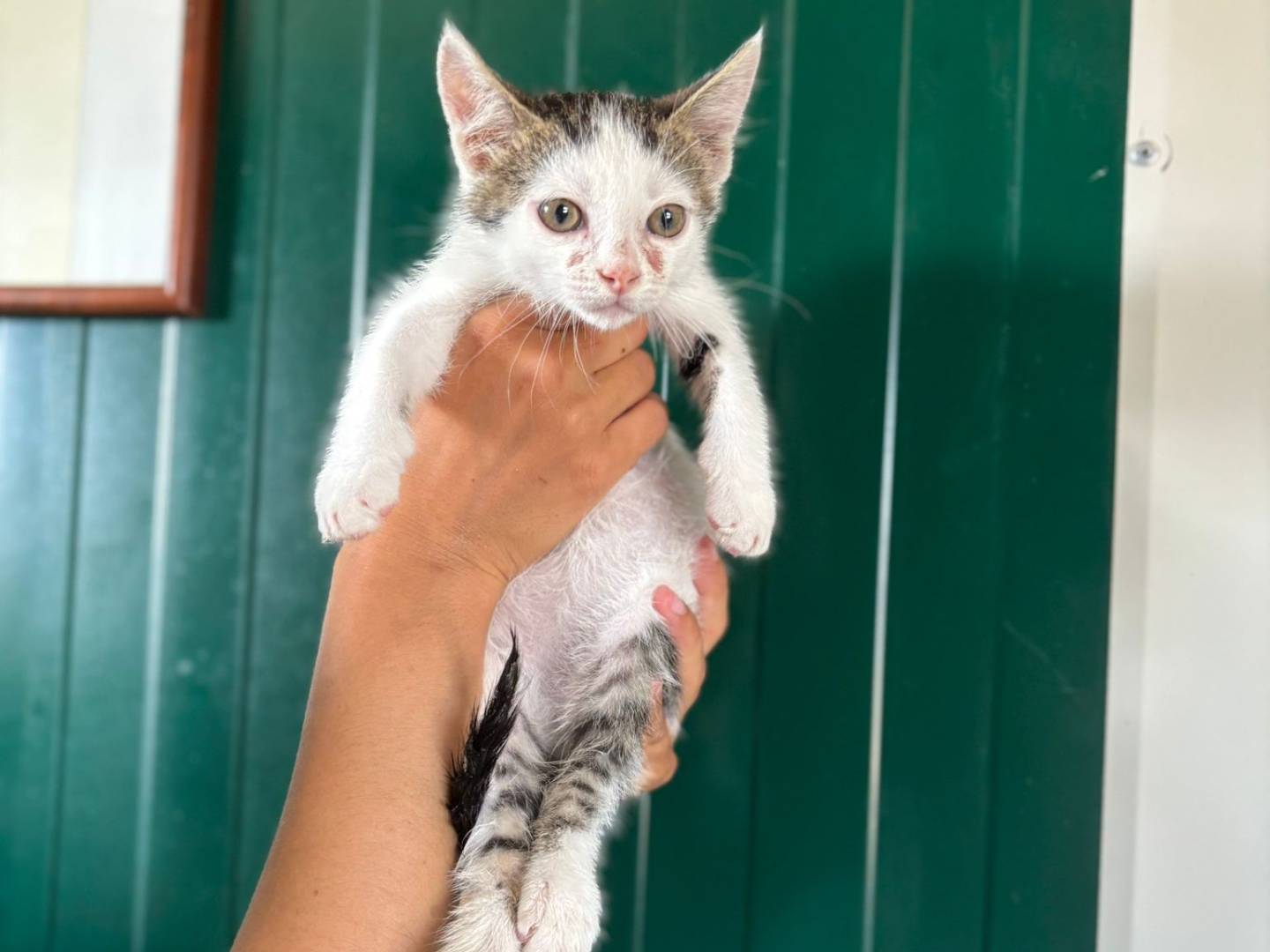 Vuoi adottare un gatto a Pisa?