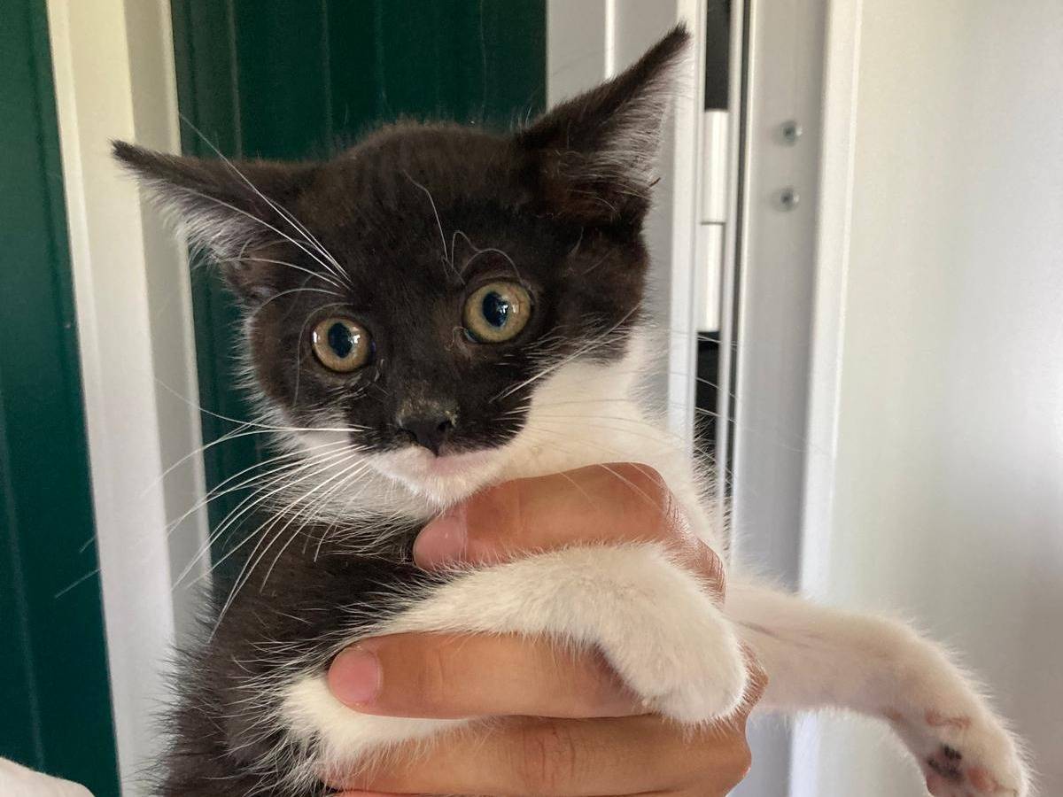 Adotta un gatto, femmina, 4 mesi, Pisa