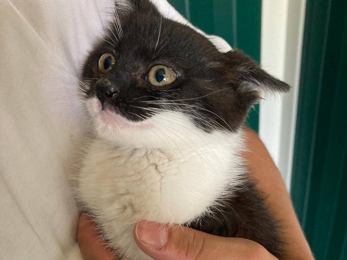 Adotta un gatto, taglia non valida, femmina, Pisa