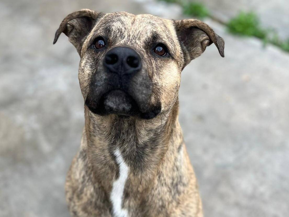 Adozione cane, maschio, Razza sconosciuta Razza sconosciuta, 5 anni e 3 mesi, taglia media, Milano