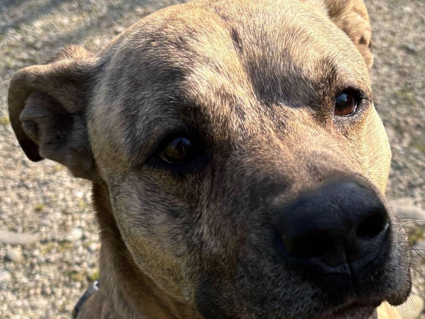 Adotta un cane, maschio, 5 anni e 3 mesi, Milano