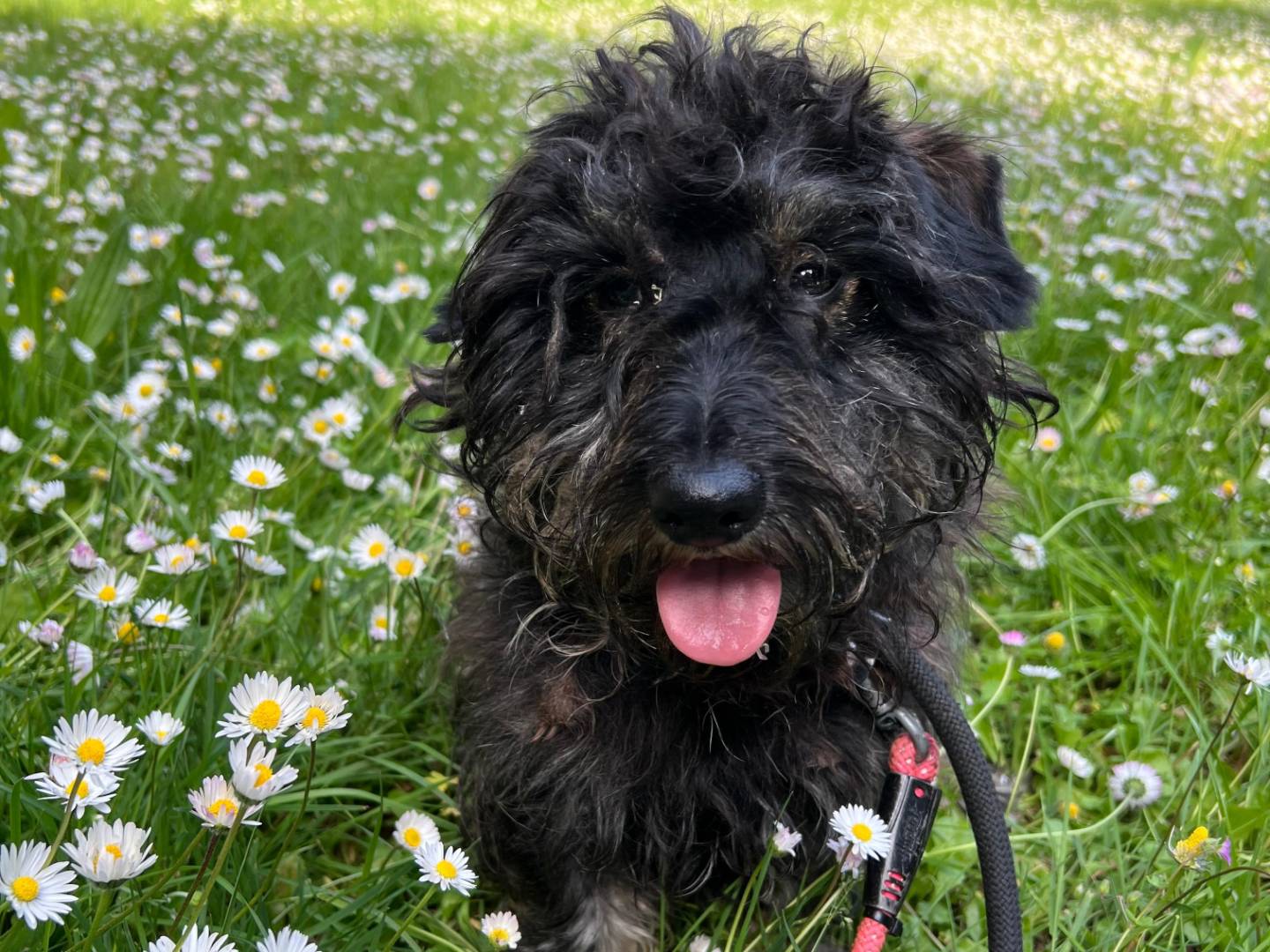 Adozione cane, maschio, Razza sconosciuta Razza sconosciuta, 2 anni e 8 mesi, taglia piccola, Milano