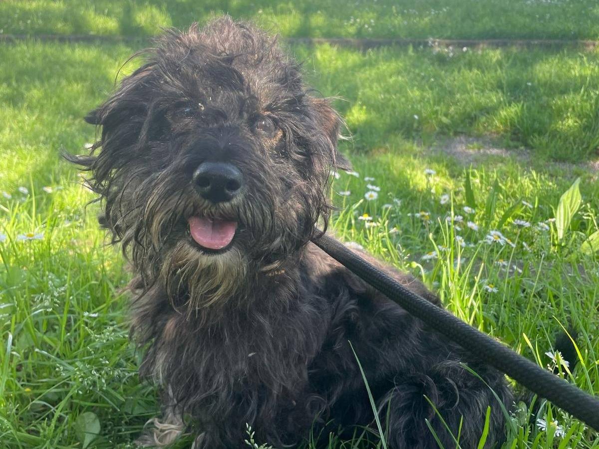 Adotta un cane, maschio, 2 anni e 8 mesi, Milano
