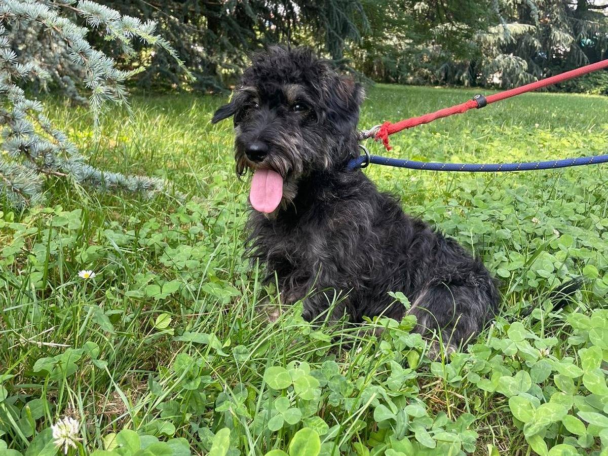 Adotta un cane, taglia piccola, maschio, Milano