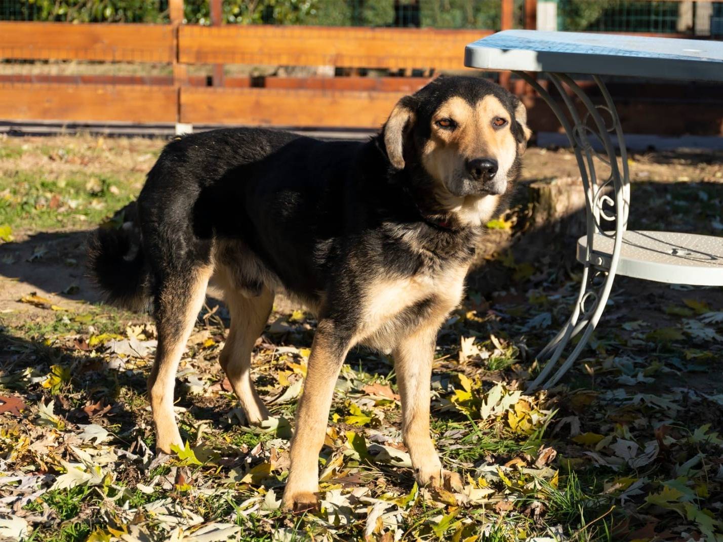 Adotta il cane Sonny a Cremona