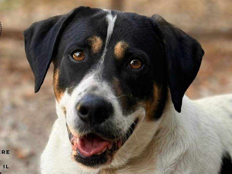 Adotta un cane, maschio, 4 anni  e 2 mesi , Palermo