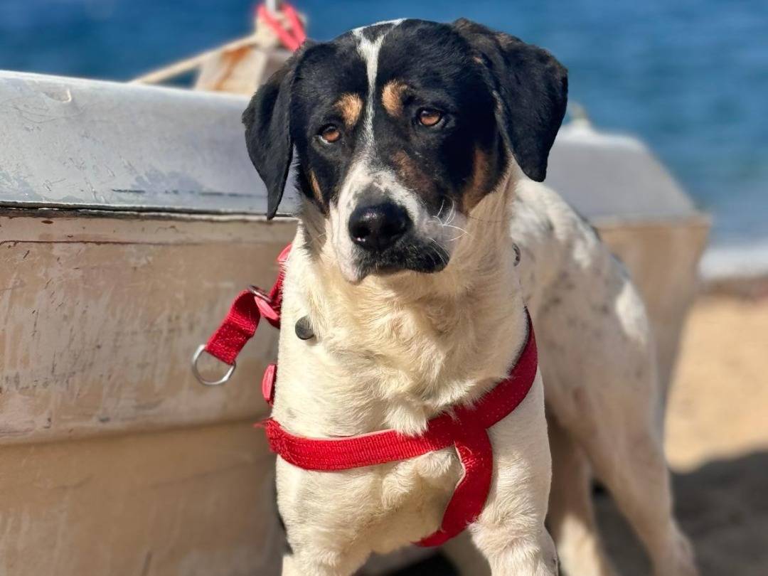 Adotta un cane, taglia grande, maschio, Palermo