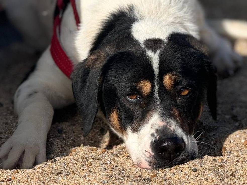 Vuoi adottare un cane a Palermo?