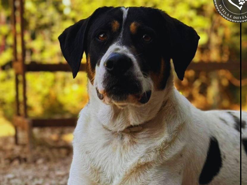 Adotta il cane Pongo a Palermo