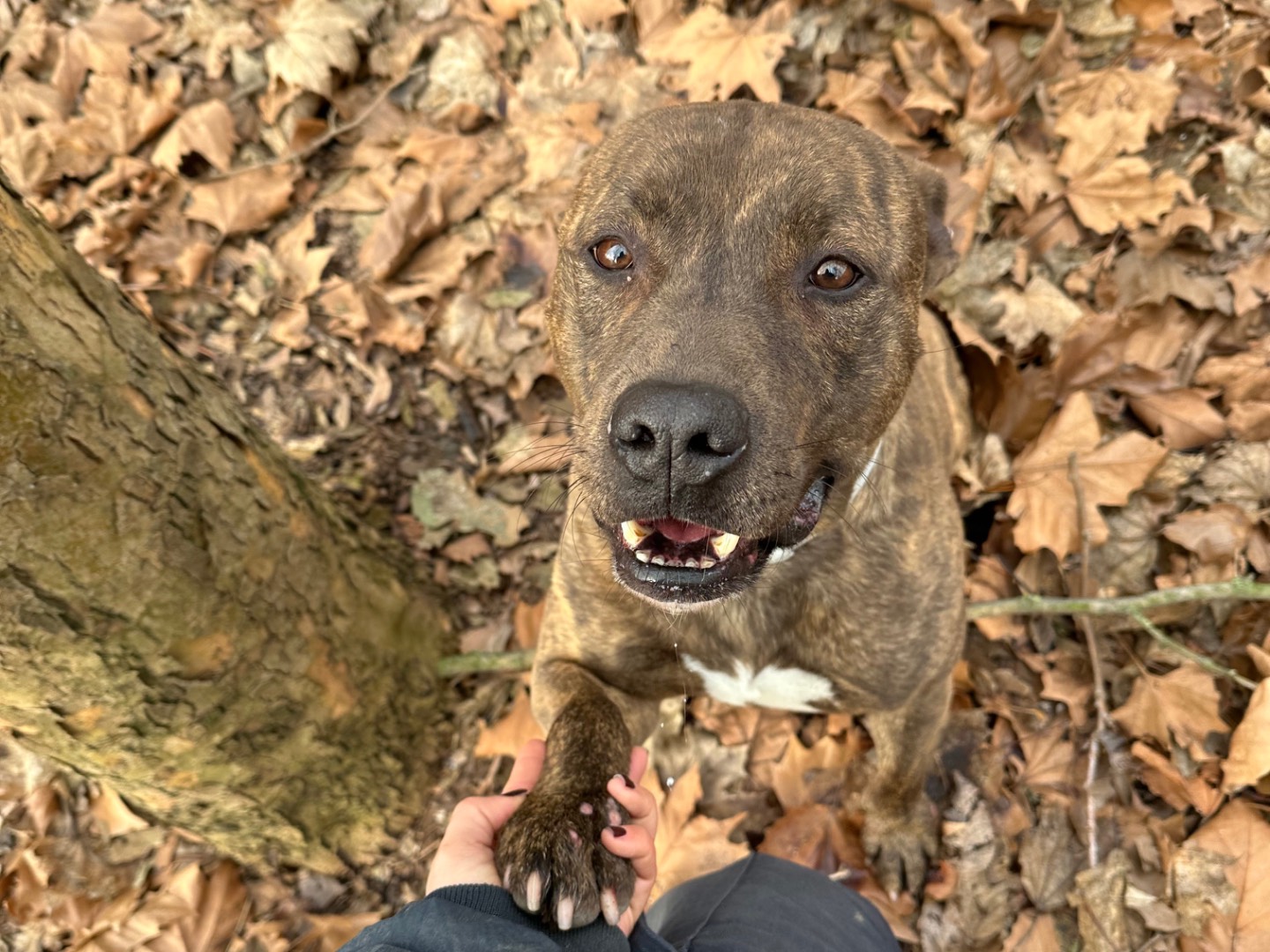 Adotta un cane, maschio, 6 anni  e 10 mesi , Parma