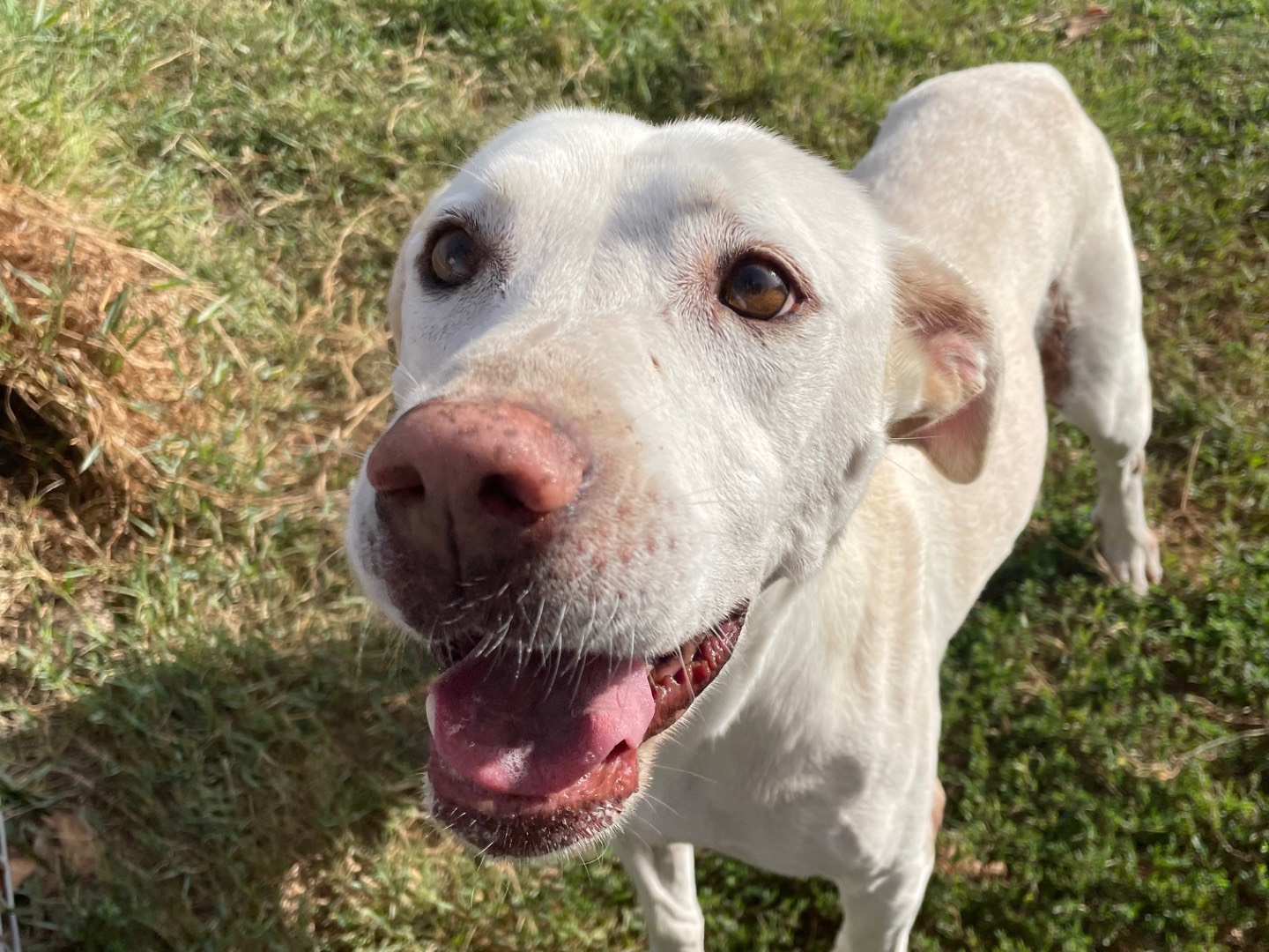 Adozione cane, femmina, Labrador Retriever Razza sconosciuta, 9 anni e 9 mesi, taglia media, Latina