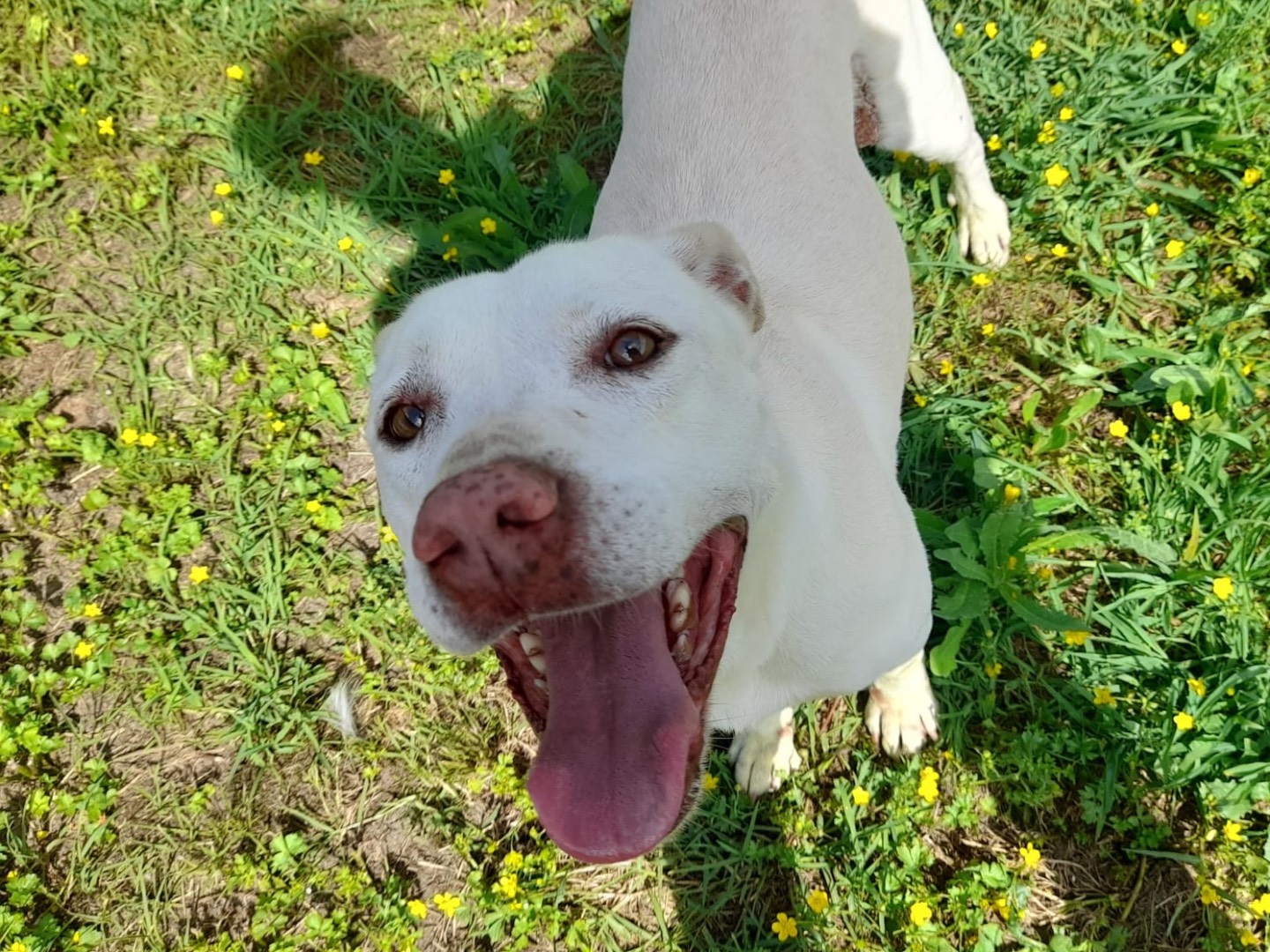 Adotta un cane, femmina, 9 anni e 9 mesi, Latina