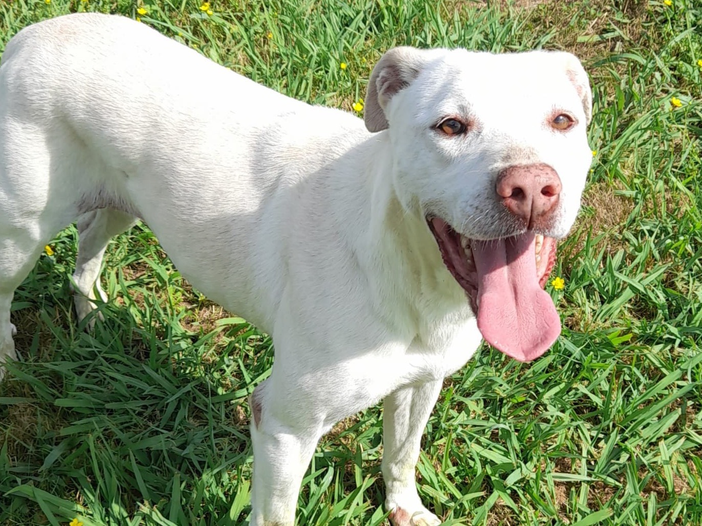 Adotta un cane, taglia media, femmina, Latina