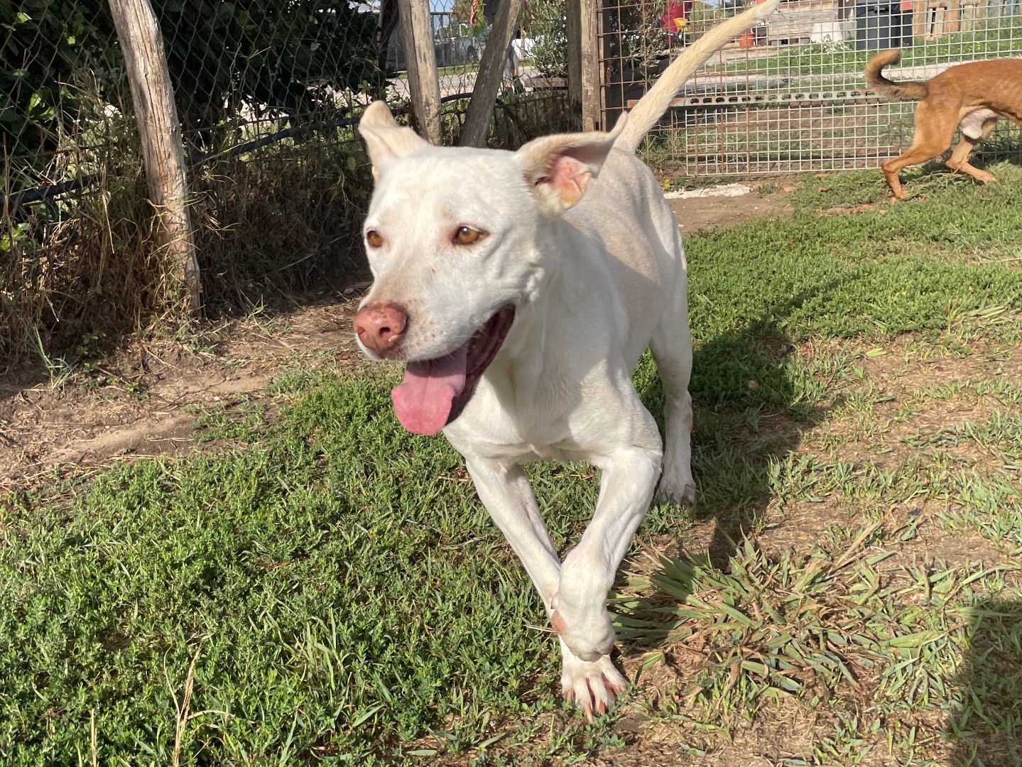 Adotta il cane Ursula a Latina