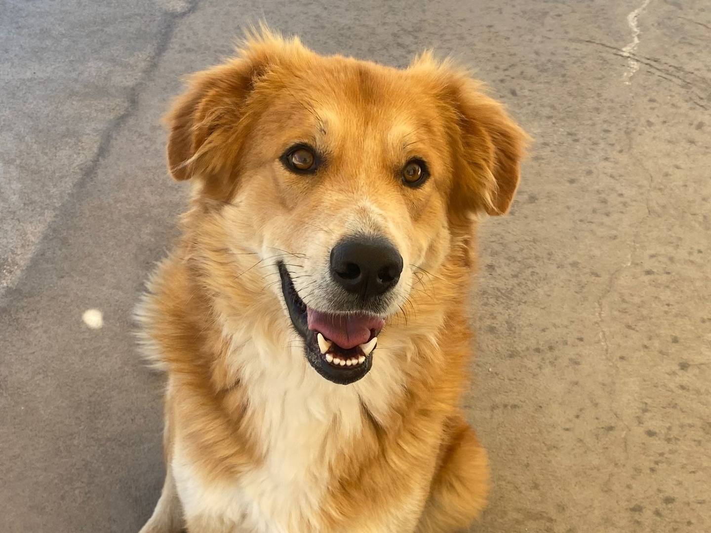 Adotta un cane, maschio, 5 anni  e 1 mese, Latina