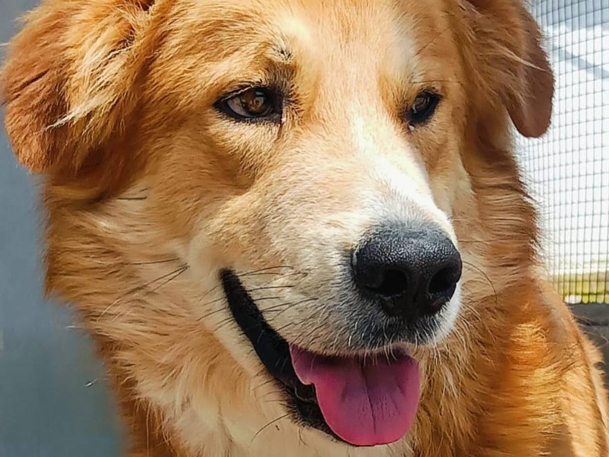 Vuoi adottare un cane a Latina?