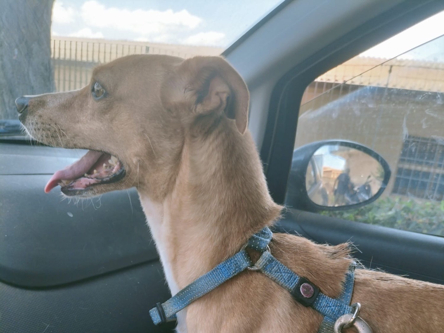 Adozione cane, femmina, Razza sconosciuta Razza sconosciuta, 4 anni e 2 mesi, taglia media contenuta, Vibo