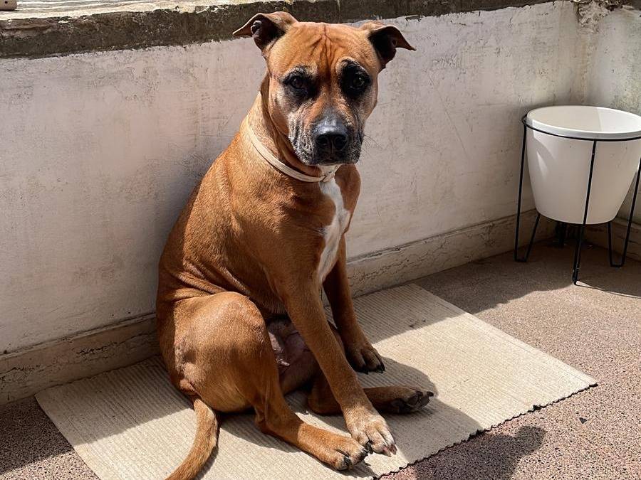 Adotta un cane, femmina, 11 anni  e 1 mese, Taranto