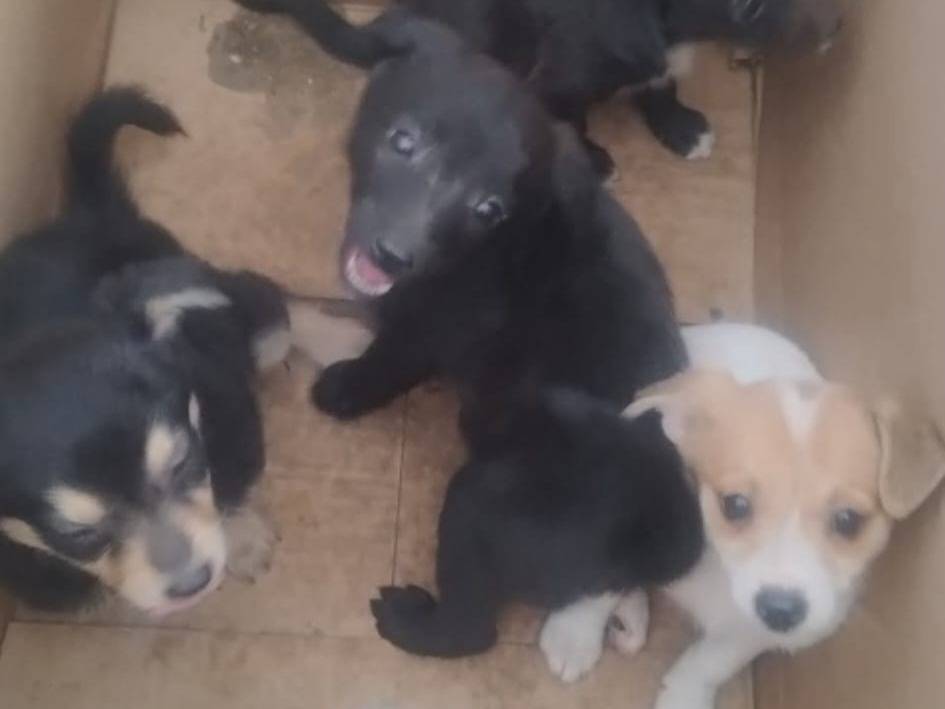 Adotta un cane, femmina, 3 mesi, Bari