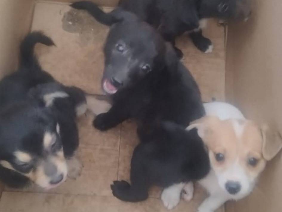 Adotta un cane, femmina, 3 mesi, Bari