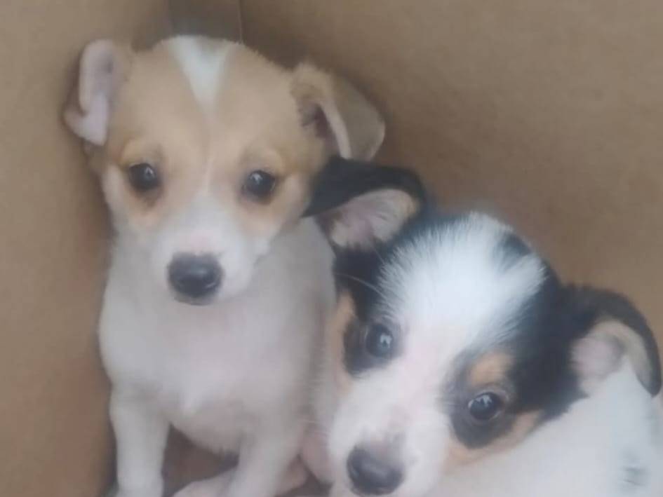 Adotta un cane, femmina, 3 mesi, Bari