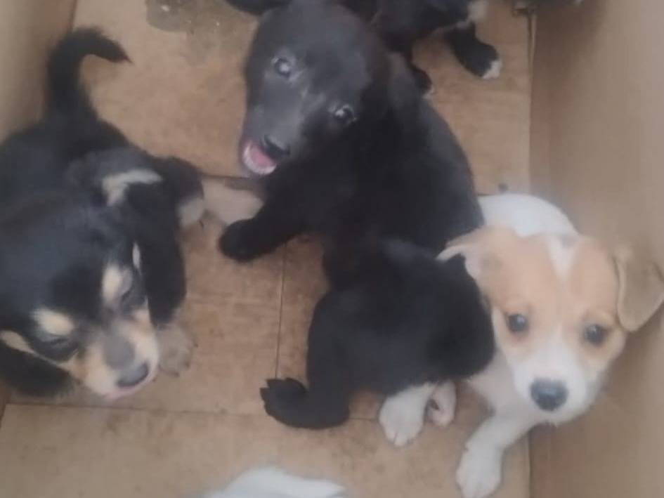 Adotta un cane, taglia piccola, femmina, Bari