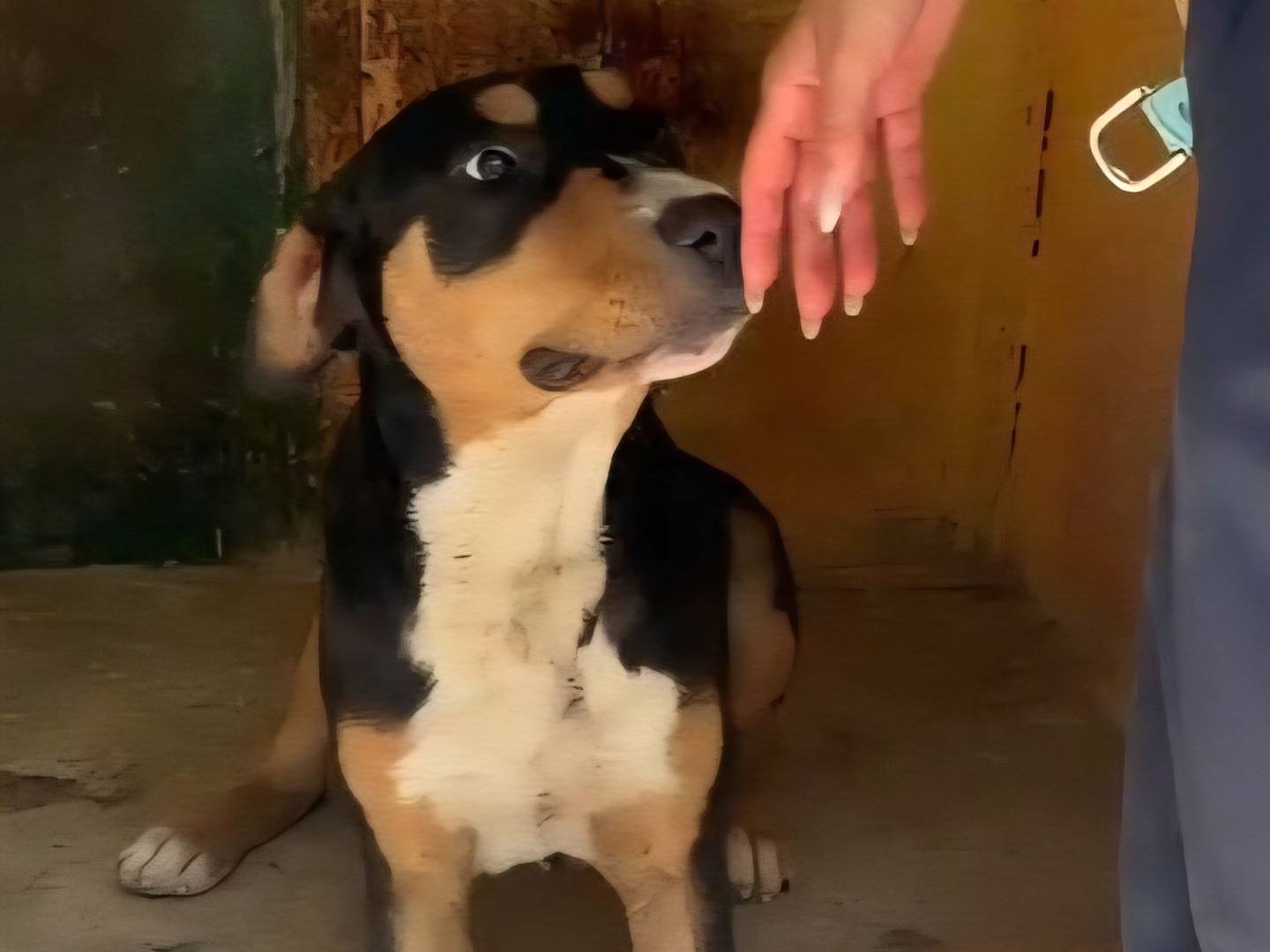 Foto dell'animale