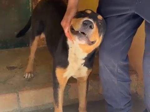 Adotta un cane, maschio, 8 mesi, Catanzaro