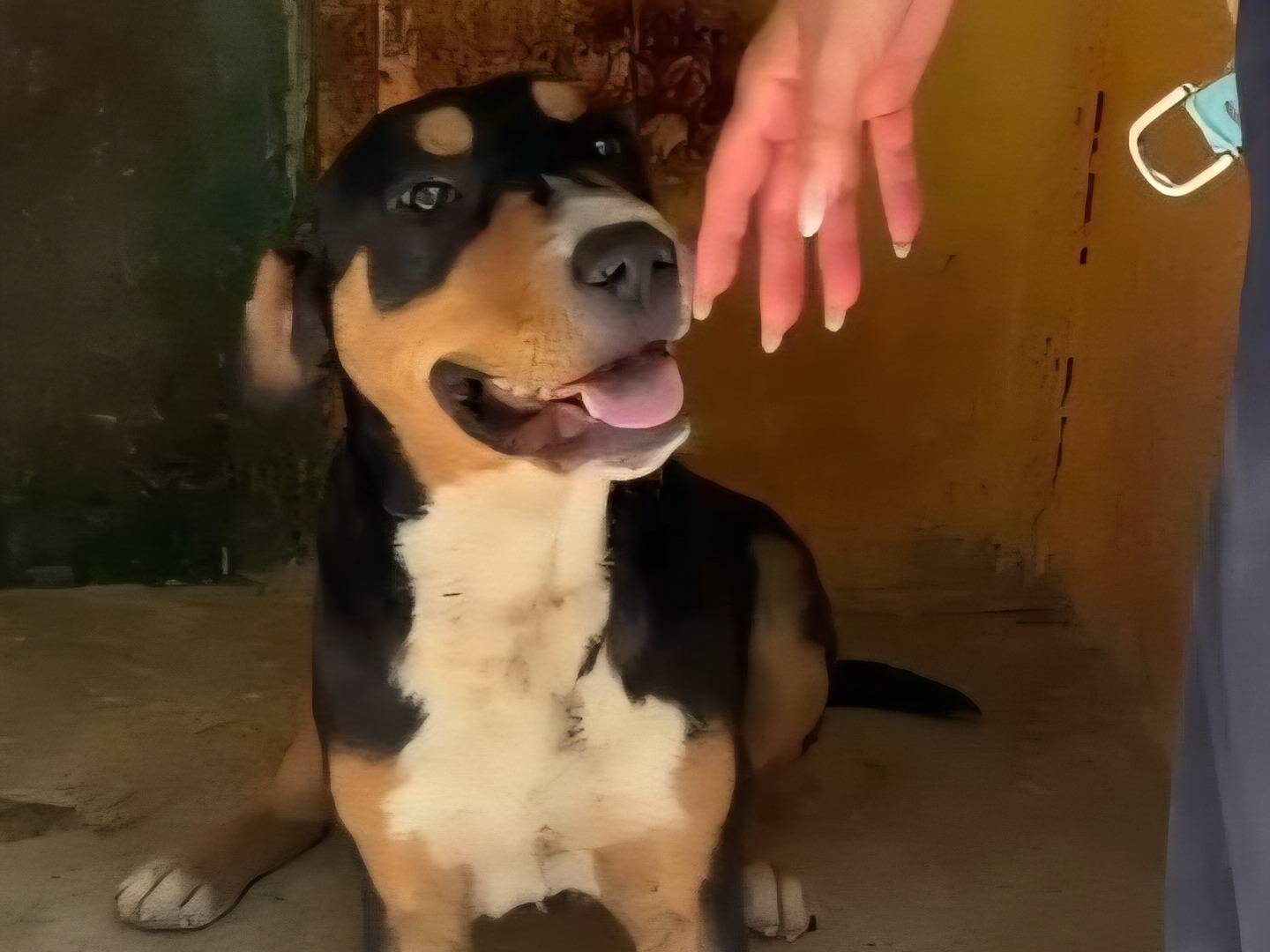 Adotta un cane, taglia media contenuta, maschio, Catanzaro