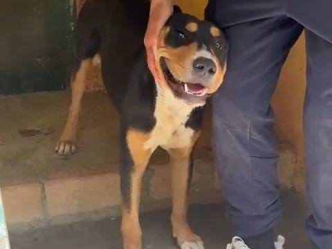 Vuoi adottare un cane a Catanzaro?