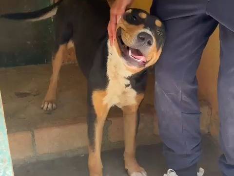 Adotta il cane Ubaldo  a Catanzaro