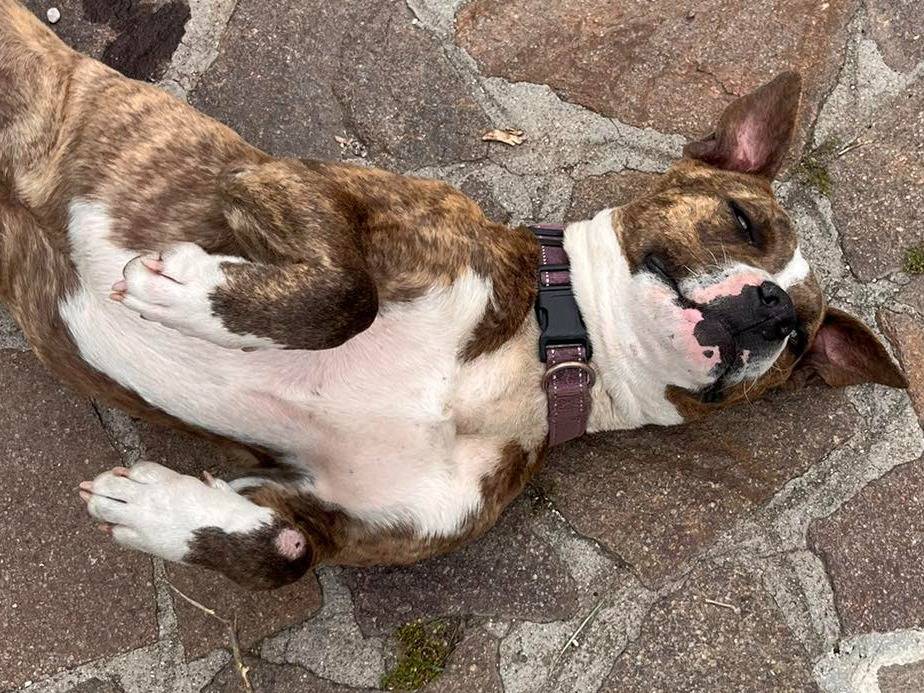 Adotta un cane, femmina, 9 mesi, Rieti