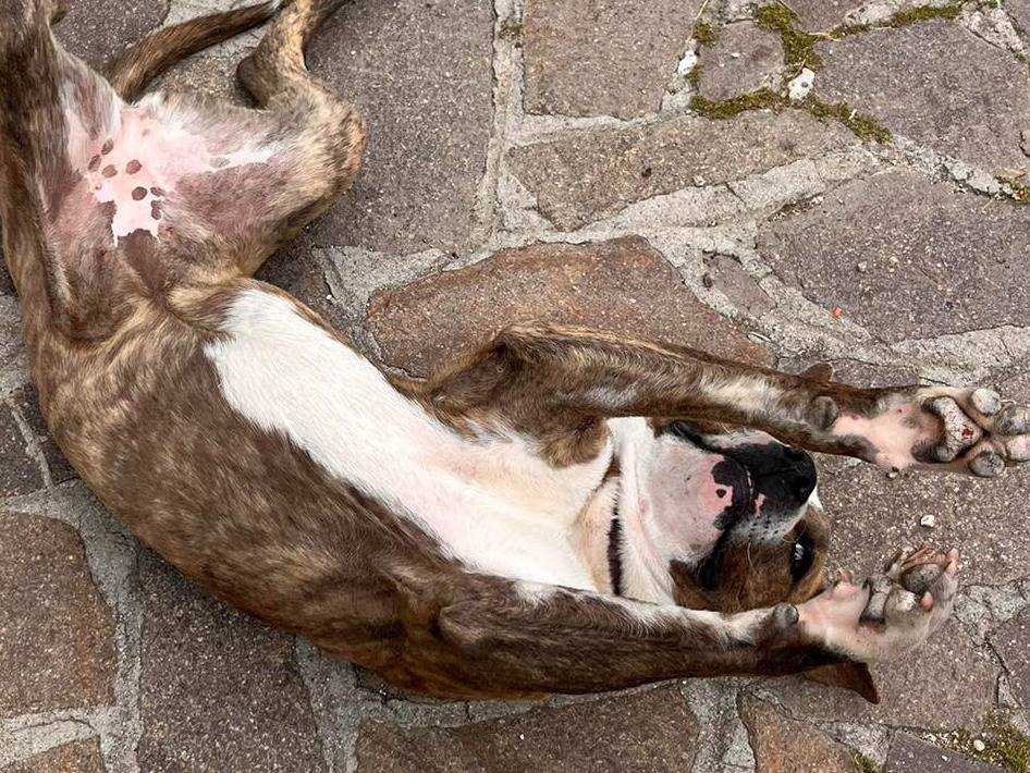 Adotta un cane, taglia media, femmina, Rieti