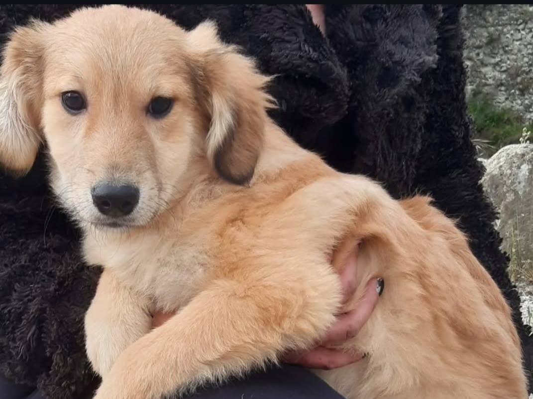 Foto dell'animale