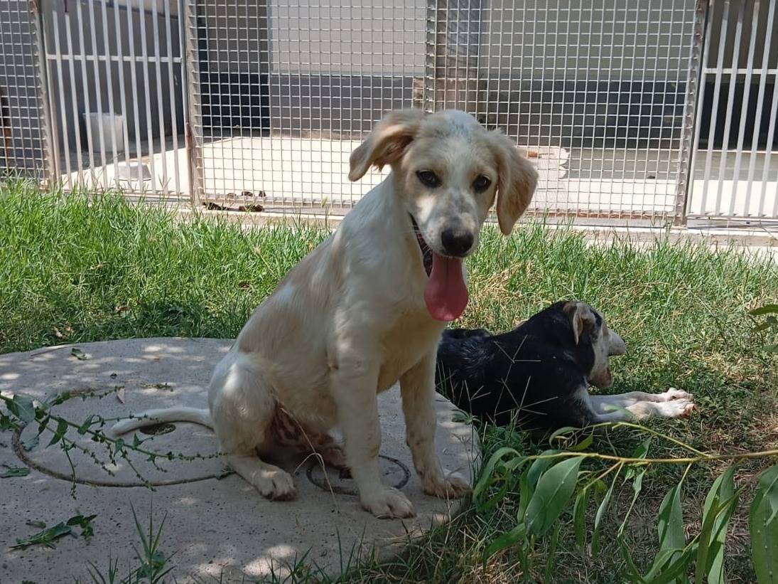 Foto dell'animale