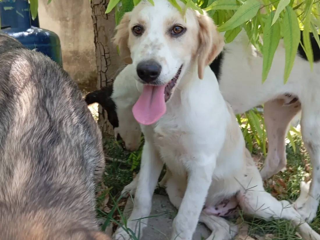Adotta un cane, maschio, 5 mesi, Caserta