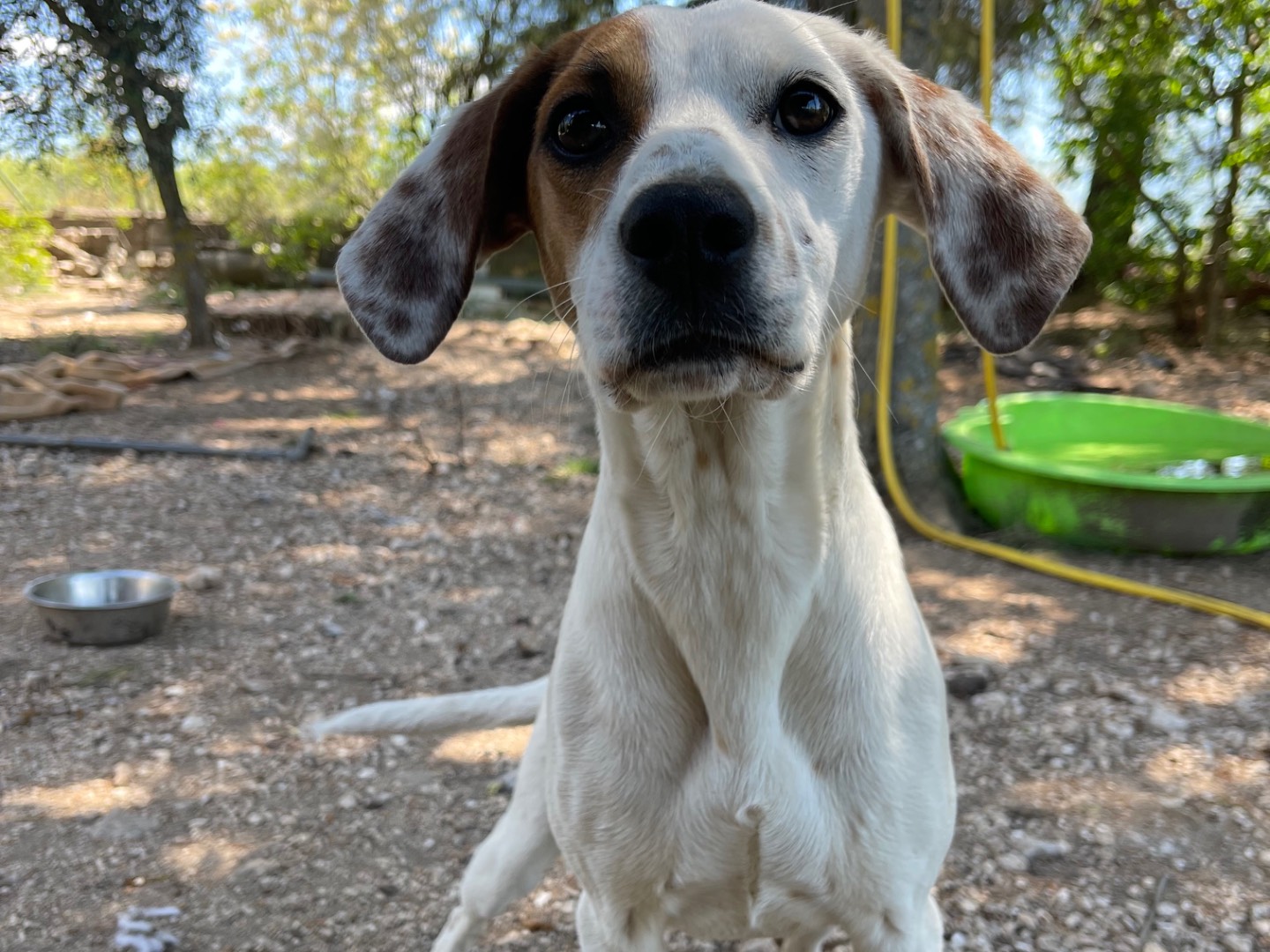 Adotta un cane, taglia media contenuta, femmina, Laquila