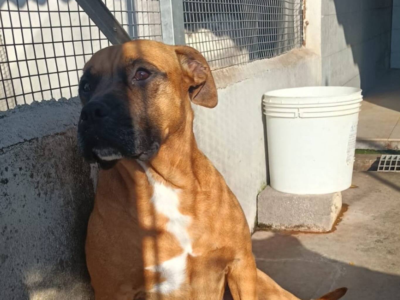 Adotta un cane, femmina, 4 anni  e 2 mesi , Latina