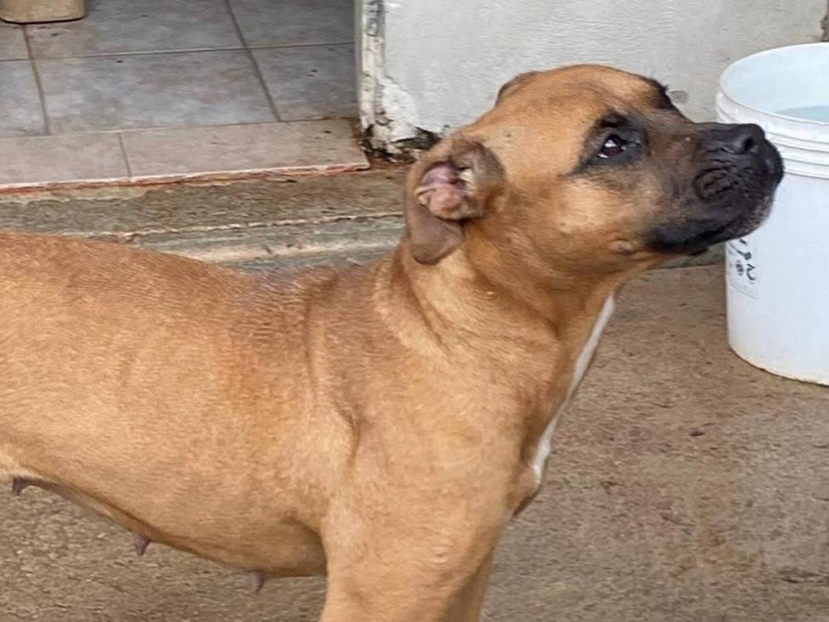 Adotta un cane, taglia media, femmina, Latina
