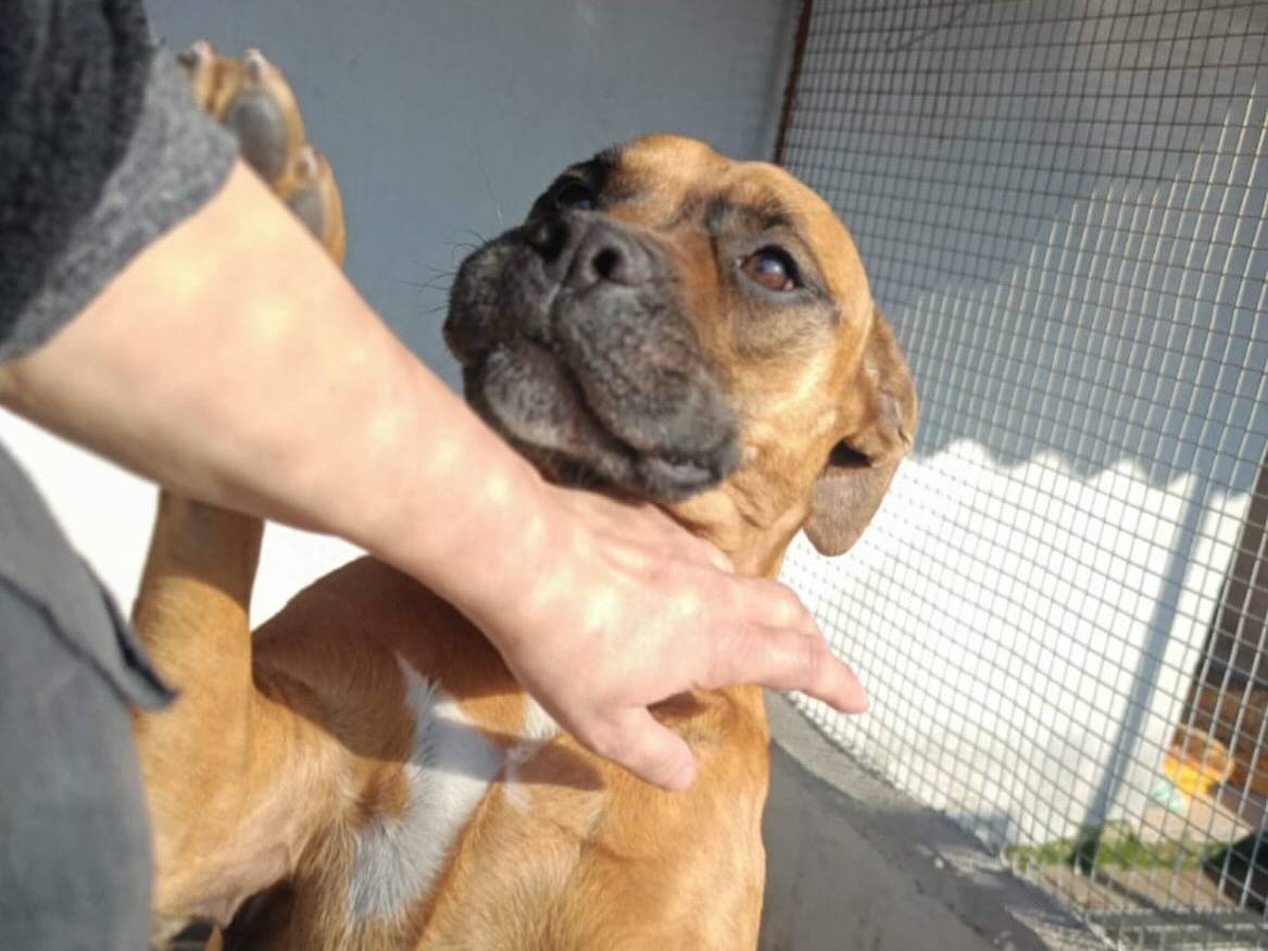 Vuoi adottare un cane a Latina?