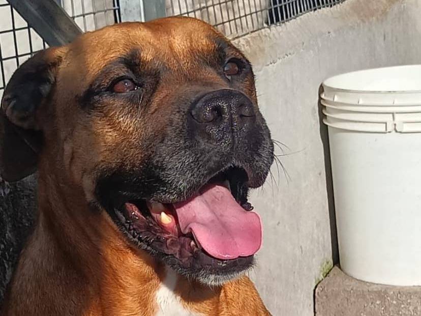 Adotta il cane Artemis a Latina