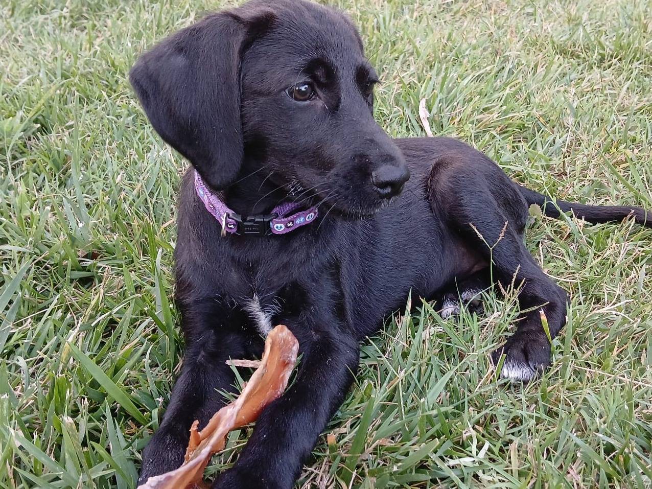 Adotta un cane, femmina, 2 mesi, Varese